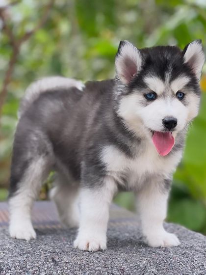 Another shot of this standing Husky, showing his beautiful profile and curled tail. A very handsome and well-proportioned puppy.