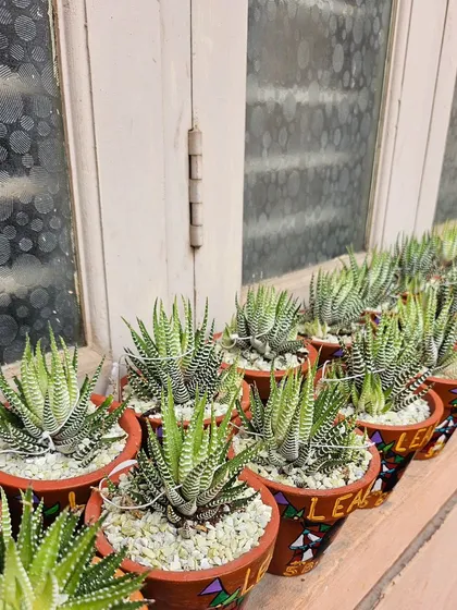 A row of hand-painted pots filled with Zebra Haworthia succulents, ready to be gifted. This shows how a simple plant can be turned into a personalized and memorable present.