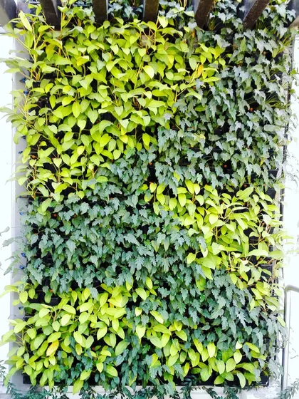 Even with a limited plant palette, we can create intricate and beautiful designs. This vertical garden section demonstrates a checkerboard pattern using just two types of plants, Philodendron Ceylon Golden and another green leaf variety, to create visual interest.