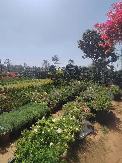 A sunny day at the nursery. You can see rows of flowering plants, shrubs, and trees, all waiting to be chosen for a new garden.