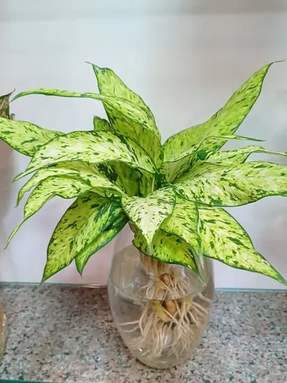 This green and white Aglaonema is a classic choice for indoor decor. It looks especially elegant in a simple glass vase.