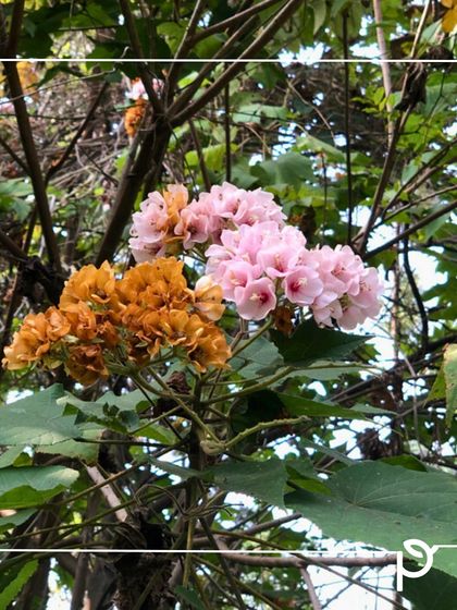 Our Native Plant Showcase photo 24