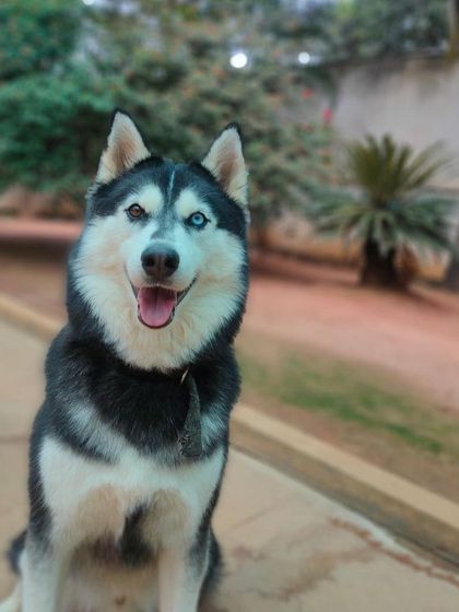 Stay - Dog Daycare Happy Faces of Stay photo 14