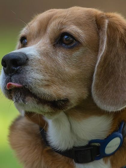 Govind Raj - Pet Photography Portraits of Every Paw-sonality photo 9