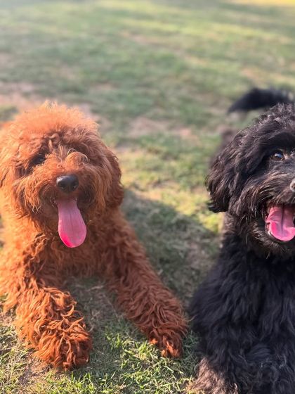 Kai with his best friend Pablo. Our programs emphasize healthy socialization, allowing dogs to make friends and learn appropriate play behaviors in a supervised environment.