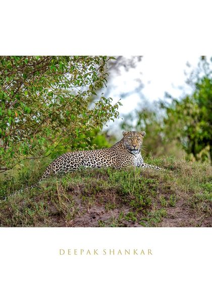 This fine art print immortalizes the moment Luluka, the empress of the Mara, held court. Her confident gaze and regal posture tell a story of patience rewarded.
