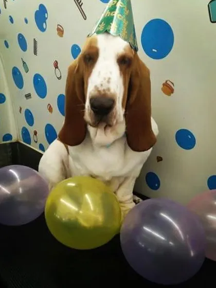 Even this distinguished Basset Hound couldn't resist a little birthday fun. Here he is, looking dapper and ready to party after his grooming session, complete with a festive hat and balloons.
