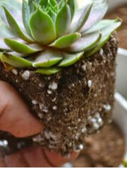 The Garden Hub - Garden Maintenance Soil, Mixes & Plant Care Essentials photo 6