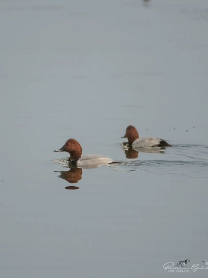 A pair of male Common Pochards swimming in Surajpur Bird Sanctuary, their rusty heads a key feature.