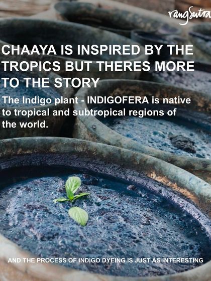 Our Chaaya collection is inspired by the tropics, and the indigo plant itself is native to tropical regions. This image shows the vats where the magic of indigo dyeing happens.