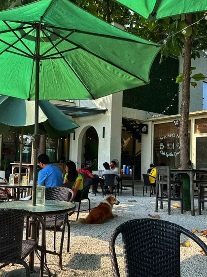 Even the dogs love the view. A pet relaxes on the cafe patio, enjoying the weekend vibes.