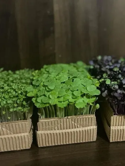 Beautiful, fresh microgreens grown by the children at our "Grow Your Own Food" camp. They were so proud to take these home.