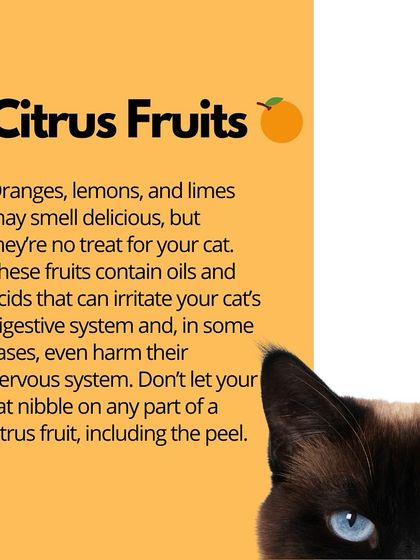 Oh My Dawg - Pet Supplies Nutrition: Food, Treats & Recipes photo 12