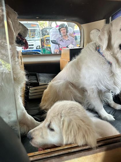 Deepthi - Dog Travel & Adventure Coaching On The Road: Mastering Indian Travel photo 10