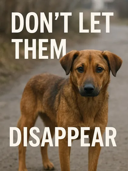 "Don't let them disappear." I am a strong advocate for stray animals and believe in the power of compassion to change their lives, whether through local adoption or international relocation.