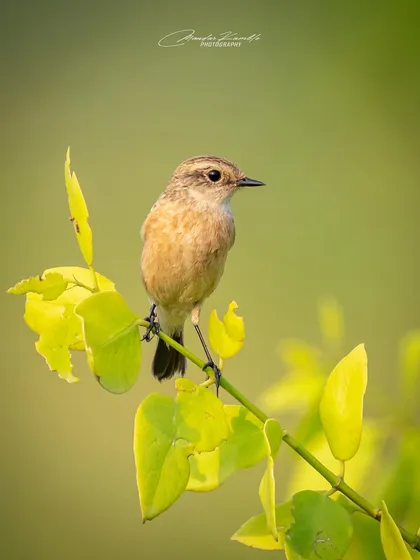 A Siberian Stonechat in a slightly different pose, looking over its shoulder. The soft light and clean background are characteristic of my portrait style.