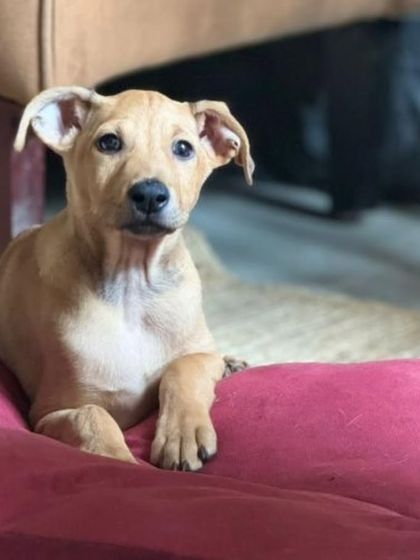 Those puppy eyes are irresistible. Loki is a 2 month old male pup, vaccinated and dewormed, waiting for his forever home in Bangalore.