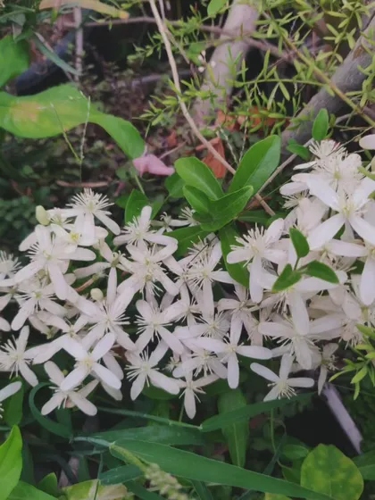 A cluster of Clematis, also known as traveller's joy. These star-like white flowers grow in abundance and create a beautiful, wild look.