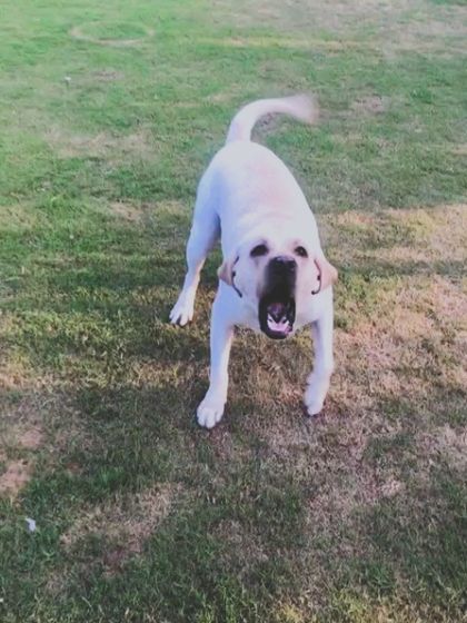 This Labrador is barking with excitement, ready for the next game to start.