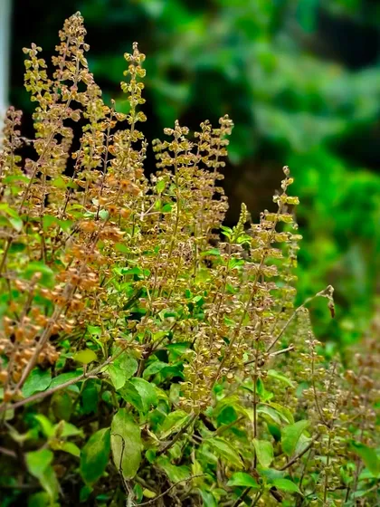 Tulsi, or Holy Basil, is a cornerstone of Indian homes and a plant we love to include in our gardens. We provide simple, effective care tips, like proper sunlight exposure and organic feeding, to help this sacred and medicinal plant flourish.