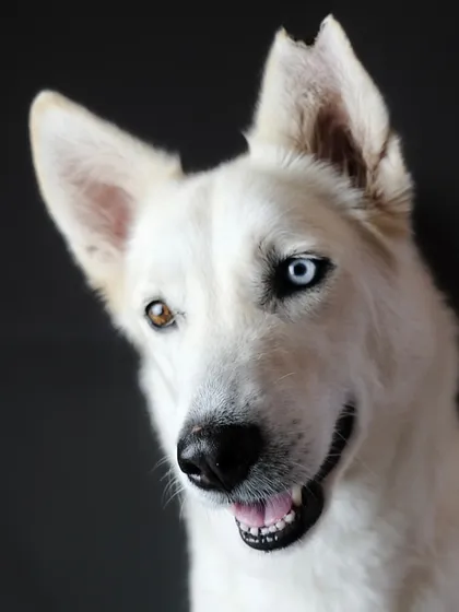 Meet Sia. A studio portrait doesn't have to be stiff. With the right approach, we can capture a pet's stunning and unique features, like her incredible different-colored eyes, while letting their curious and gentle personality shine through.