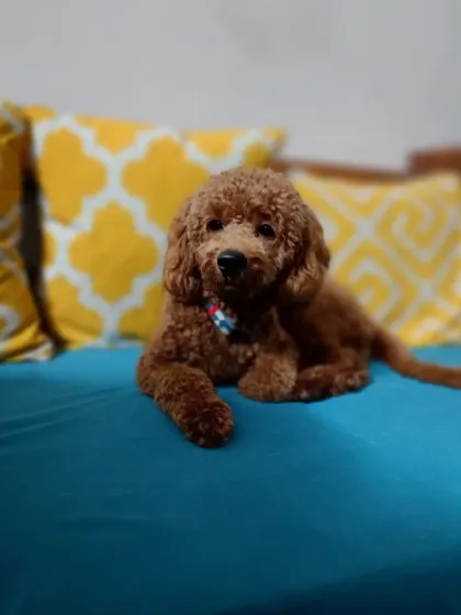 Pogo the Toy Poodle looking regal on his throne, the blue sofa. He really settled in and made himself at home.
