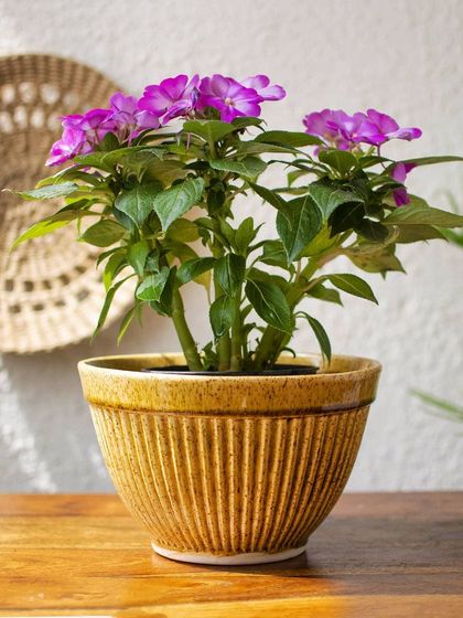 Thorny Affair - Pots & Planters Artisanal Ceramic Planters photo 50