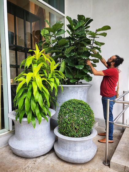 Signature Statement Plants photo 32