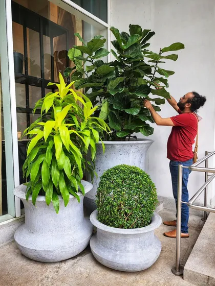 A glorious Fiddle Leaf Fig deserves the spotlight. Here, our co-founder Angud gives some final touches to this beautiful specimen, ensuring it looks its absolute best. Its large, violin-shaped leaves make it a stunning focal point.