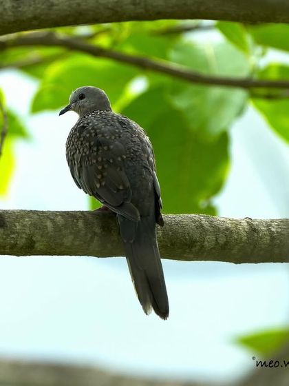 A Spotted Dove rests peacefully on a branch. The delicate spots on its neck look like a pearl necklace, adding a touch of elegance to this gentle and common bird.