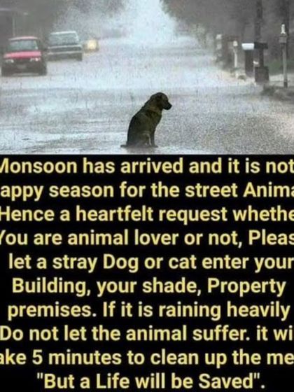 Monsoon is not a happy season for street animals. Please, let a stray dog or cat take shelter in your building. A little mess can be cleaned, but a life can be saved.