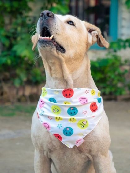 Bunny showing off his happy smile and colorful bandana. He brings so much joy to everyone at the cafe.