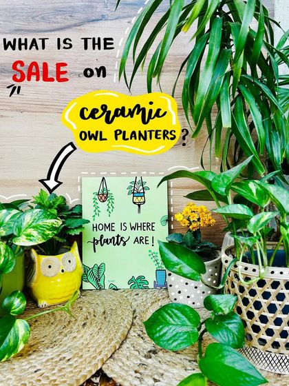 Our ceramic owl planters are on sale. This image highlights the 'Buy 2 Get 2 Free' offer, a perfect opportunity to add these cute and versatile planters to your home decor.