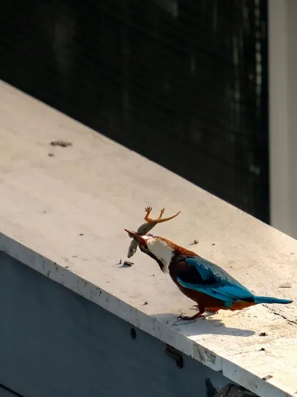 The kingfisher preparing to eat its meal. It will typically beat the lizard against a hard surface to kill it before swallowing.