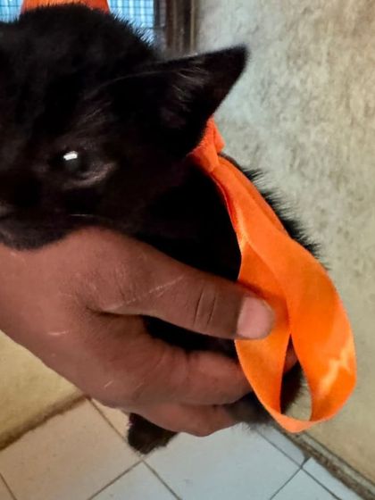 Another look at this adorable black kitten, ready to go to her forever home. A mandatory house check is part of our process to ensure her safety and well-being.