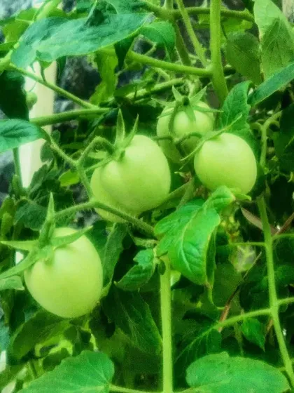 A cluster of green tomatoes growing strong on a terrace. We manage the plants to ensure they can support a heavy yield.