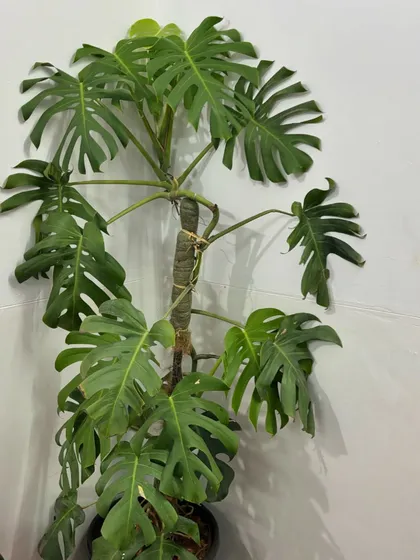 A tall, mature Monstera Deliciosa with a moss pole for support. This shows how we nurture plants to reach their full potential, becoming magnificent specimens that command attention.