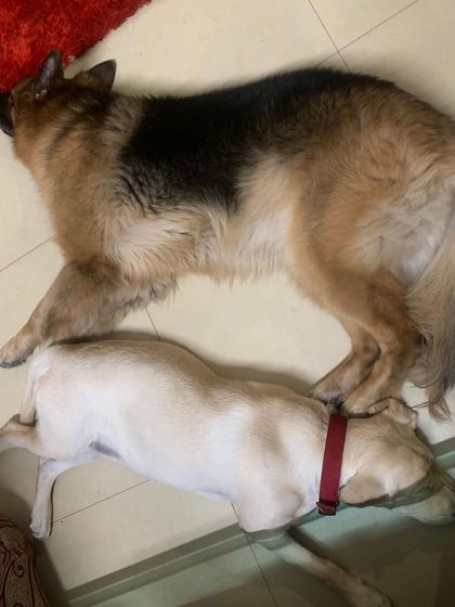 PL Paws - Animal Rescue & Rehabilitation Happy Tails: Our Adoption Stories photo 66