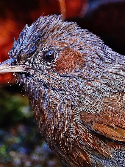 A portrait of a Streaked Whistling Thrush with wet feathers. The shot captures the bird's intense expression and the fine, streaked pattern of its plumage in great detail.