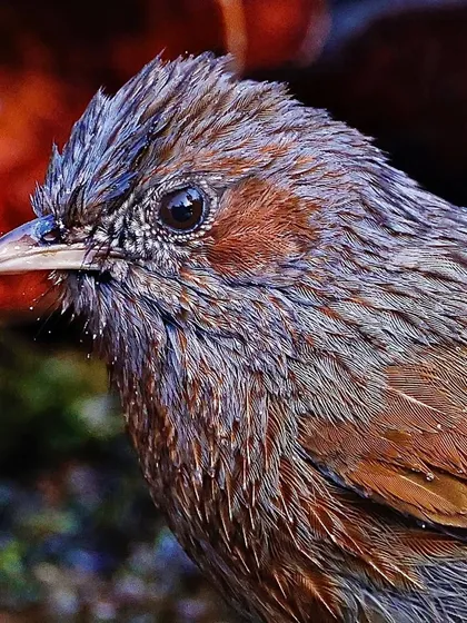 A portrait of a Streaked Whistling Thrush with wet feathers. The shot captures the bird's intense expression and the fine, streaked pattern of its plumage in great detail.