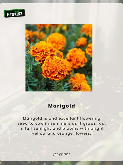 Hygrinz - Garden Design & Landscaping Your Guide to a Green Thumb photo 21