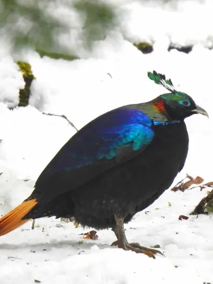 The spectacular Himalayan Monal, with its jewel-toned feathers, stands out against the white snow in Chopta. We lead photography tours specifically aimed at capturing the beauty of such Himalayan bird species.