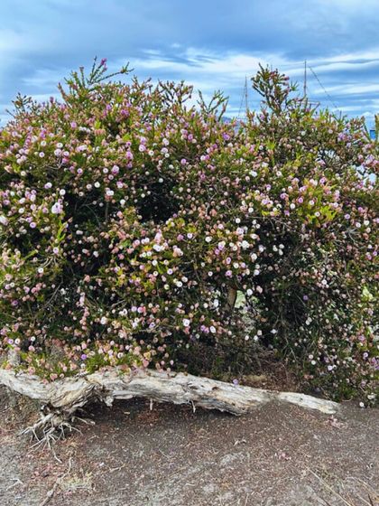 Garden Inspiration & Ideas photo 14