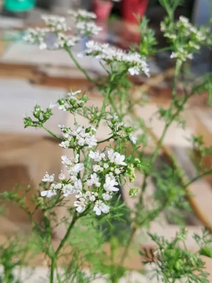 Bhardwaj - Urban Gardening Consultation Grow Your Own Organic Vegetables photo 36