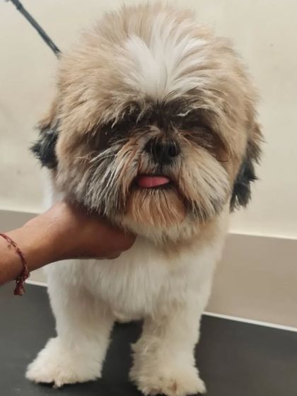 A close-up of this sweet Shih Tzu. We always handle our furry clients with a gentle and reassuring touch.