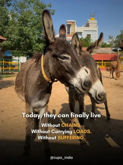 These donkeys spent their lives carrying heavy loads, often in pain. At our sanctuary, they live without chains, without burdens, and without suffering. This is the retirement every working animal deserves.