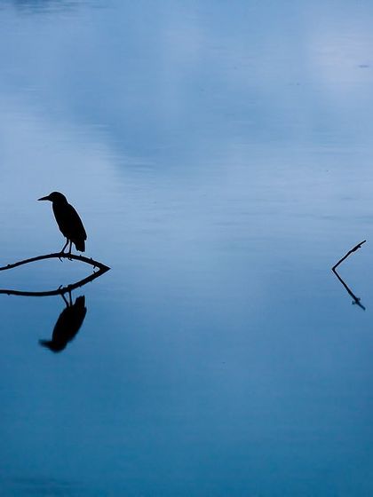 A duplicate of image 126, a minimalist and reflective shot of a bird's silhouette on the water at Lalbagh Lake, from a decade ago.