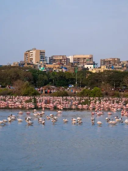 Welcome to the 'Pink Traffic Jam' of Navi Mumbai. It is an incredible sight when thousands of flamingos gather at the creek, creating a vibrant spectacle against the urban landscape.