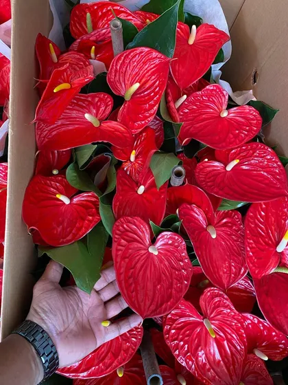 The quality of my flowering plants is very important. Here you can see the vibrant color and fresh condition of my red Anthurium flowers, which are always a popular choice for adding a splash of tropical color indoors.