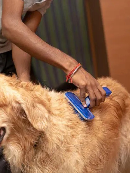 A good, thorough brushing is so important, especially for our long-haired friends. Our professional dog grooming service includes de-shedding and detangling to keep your dog's coat healthy, shiny, and free of knots.